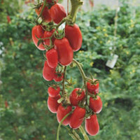 Tomate Solanum 'Super Roma' rouge 2 m² - Semences de légumes - Graines