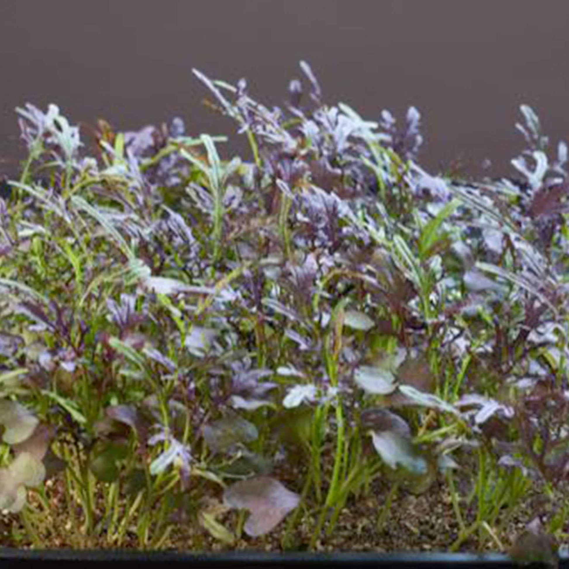 Moutarde Brassica 'Red Frills' - Semences d’herbes - Graines