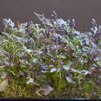 Moutarde Brassica 'Red Frills' - Semences d’herbes - Graines
