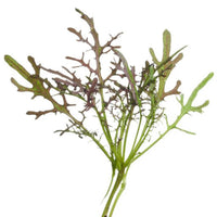 Moutarde Brassica 'Red Frills' - Semences d’herbes - Graines d’herbes aromatiques