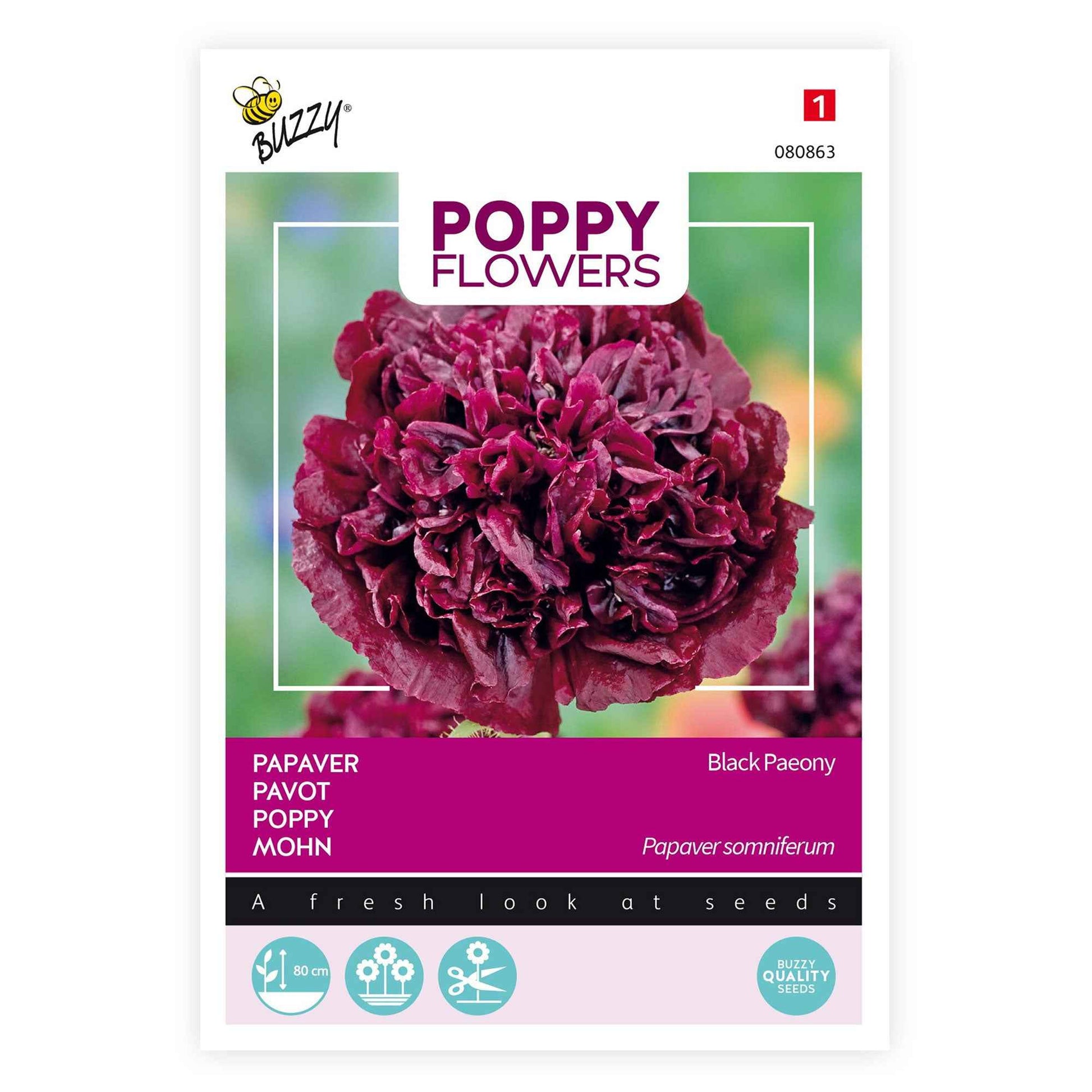 Pavot 'Black Paeony' violet 1 m² - Semences de fleurs - Graines