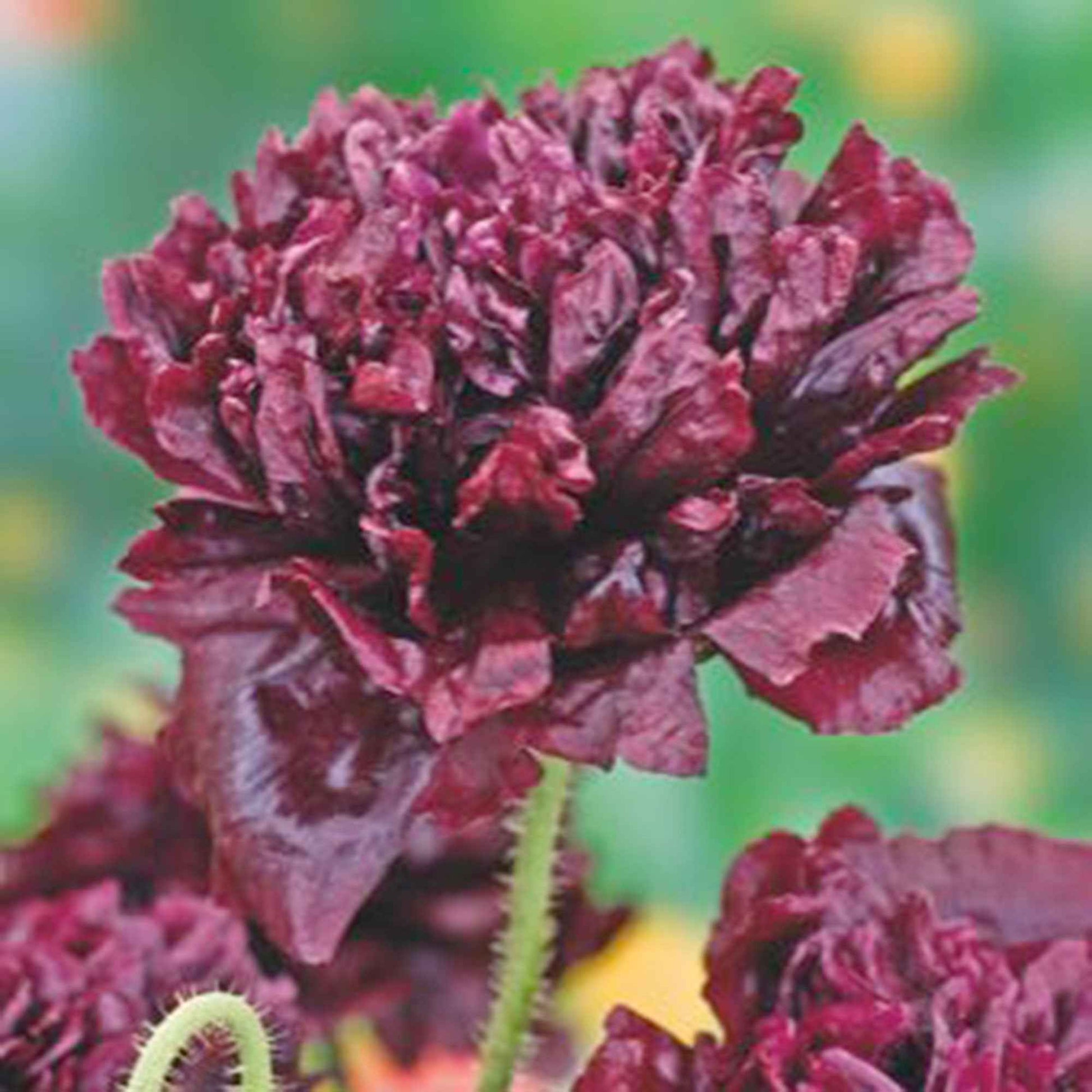 Pavot 'Black Paeony' violet 1 m² - Semences de fleurs - Jardin sauvage