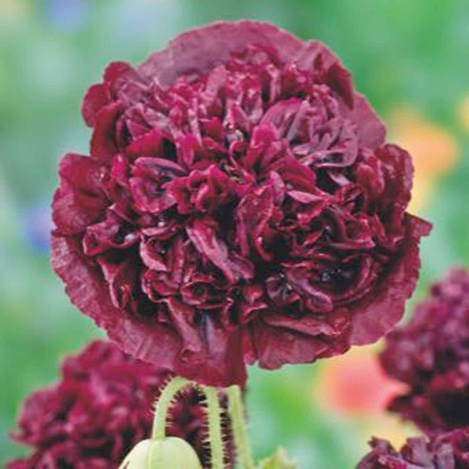 Pavot 'Black Paeony' violet 1 m² - Semences de fleurs - Plantes d'extérieur
