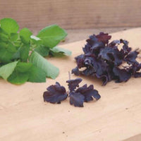 Basilic pourpre 'Purple Ruffles' - Graines d’herbes aromatiques