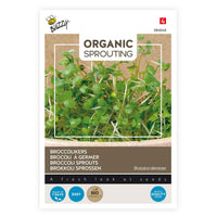 Graines de brocoli à germer Brassica oleracea - Biologique 36 m² - Semences de légumes - Graines d’herbes aromatiques