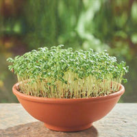 Cresson alénois Lepidium sativum - Biologique - Semences d’herbes - Kit de culture pour légumes
