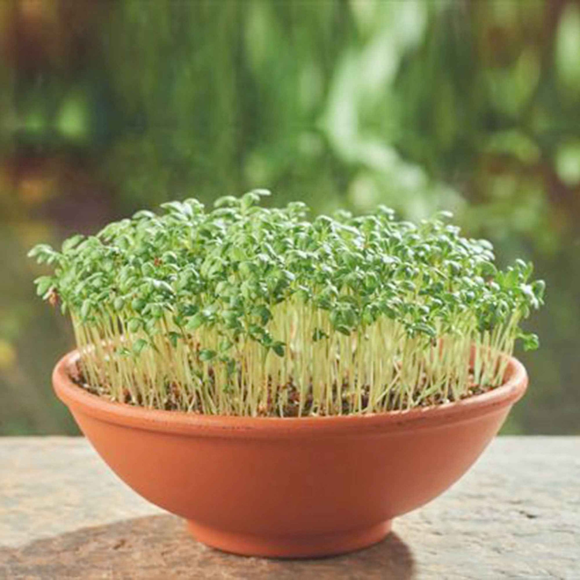 Cresson alénois Lepidium sativum - Biologique - Semences d’herbes - Kit de culture pour légumes