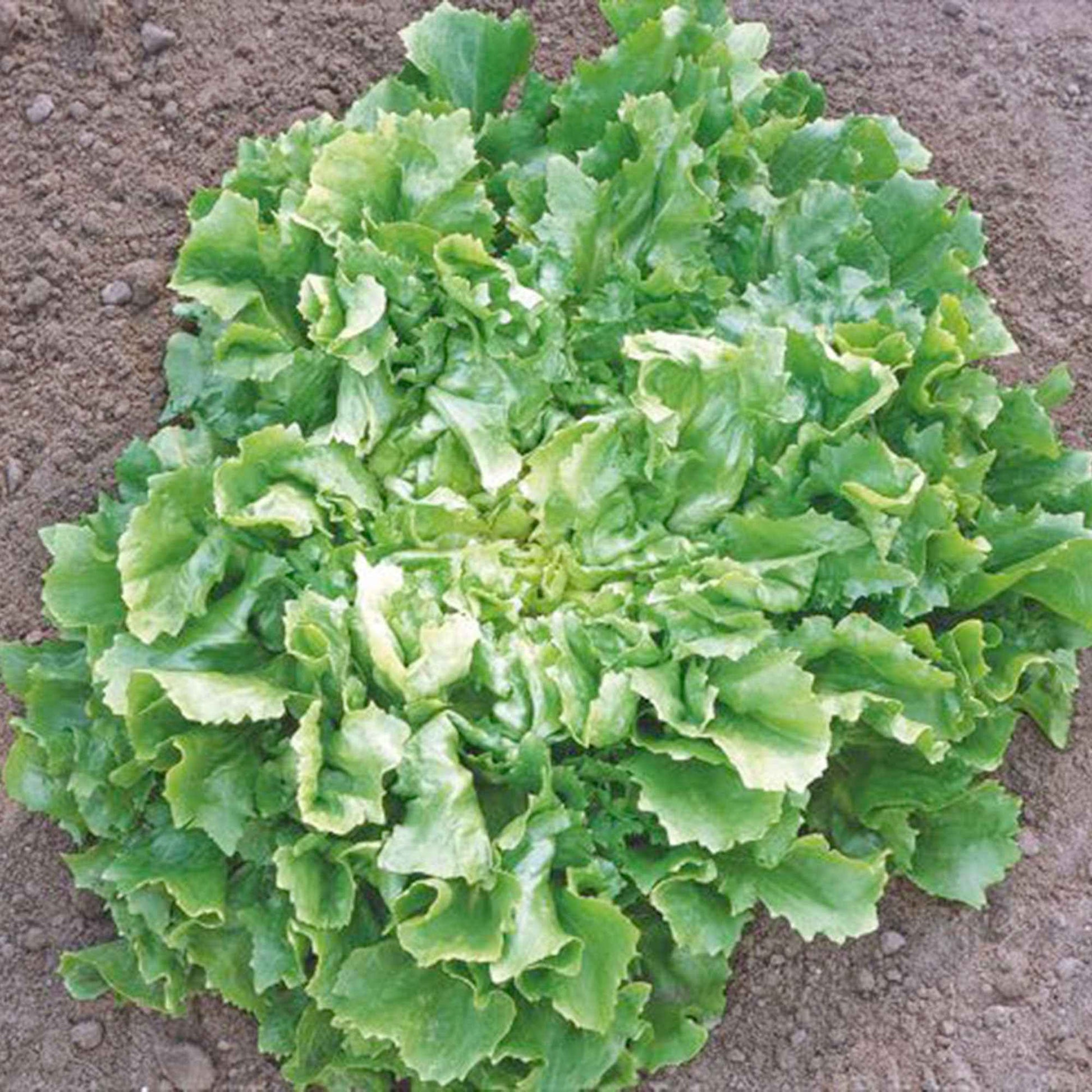 Chicorée Cichorium endivia - Biologique 25 m² - Semences de légumes - Caractéristiques des plantes
