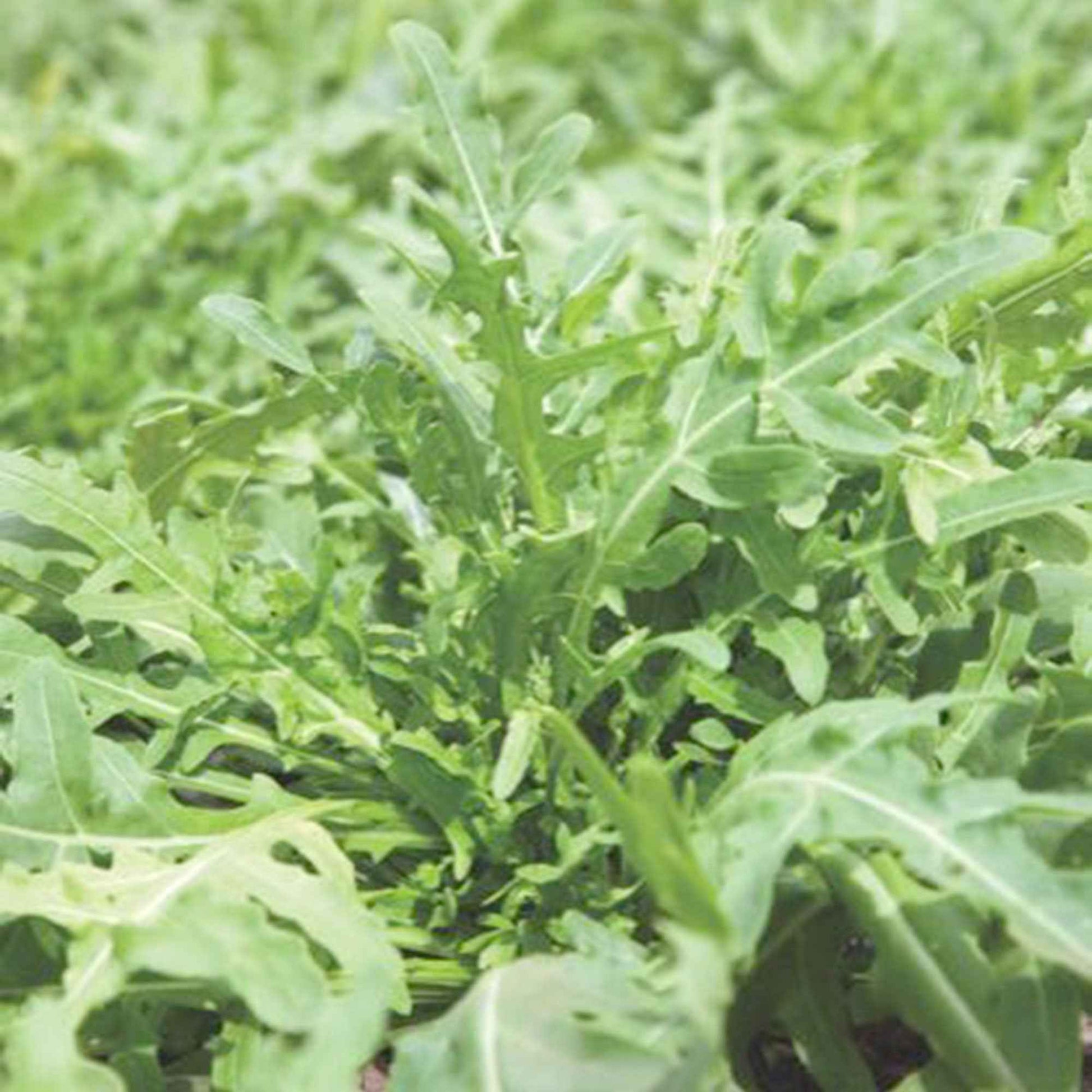 Roquette sauvage Eruca sativa - Biologique 10 m² - Semences d’herbes - Graines de Légumes