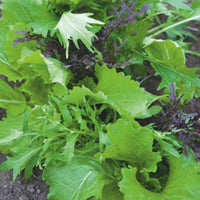Mesclun Brassica chinennis - Biologique 3 m² - Semences de légumes - Caractéristiques des plantes