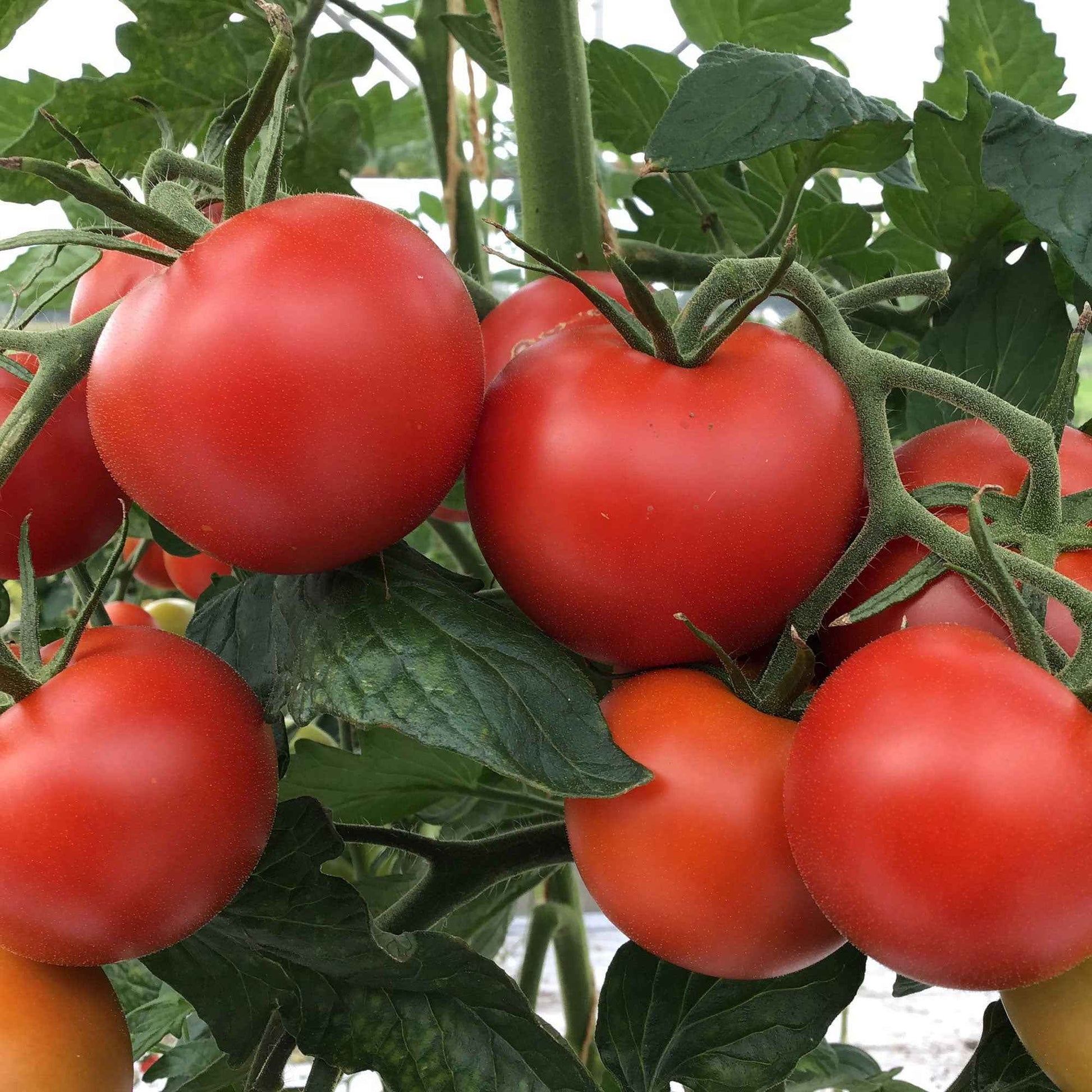 Tomate Solanum 'Matina' - Biologique 10 m² - Semences de légumes - Graines de Légumes