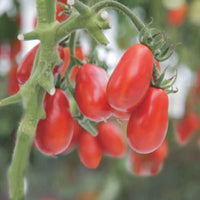 Tomate Solanum 'Shirley' - Bio 10 m² - Semences de légumes - Caractéristiques des plantes