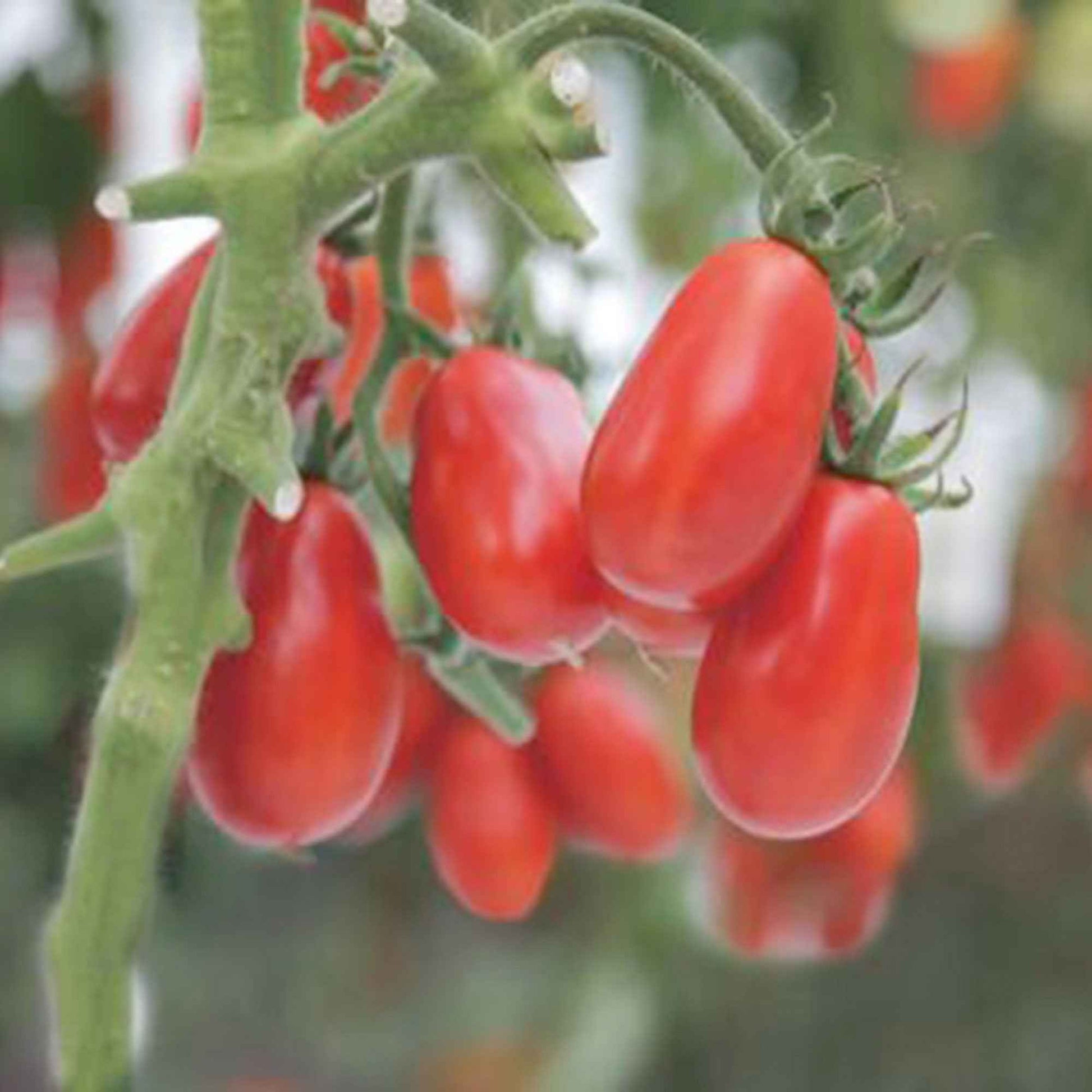 Tomate Solanum 'Shirley' - Bio 10 m² - Semences de légumes - Graines bio