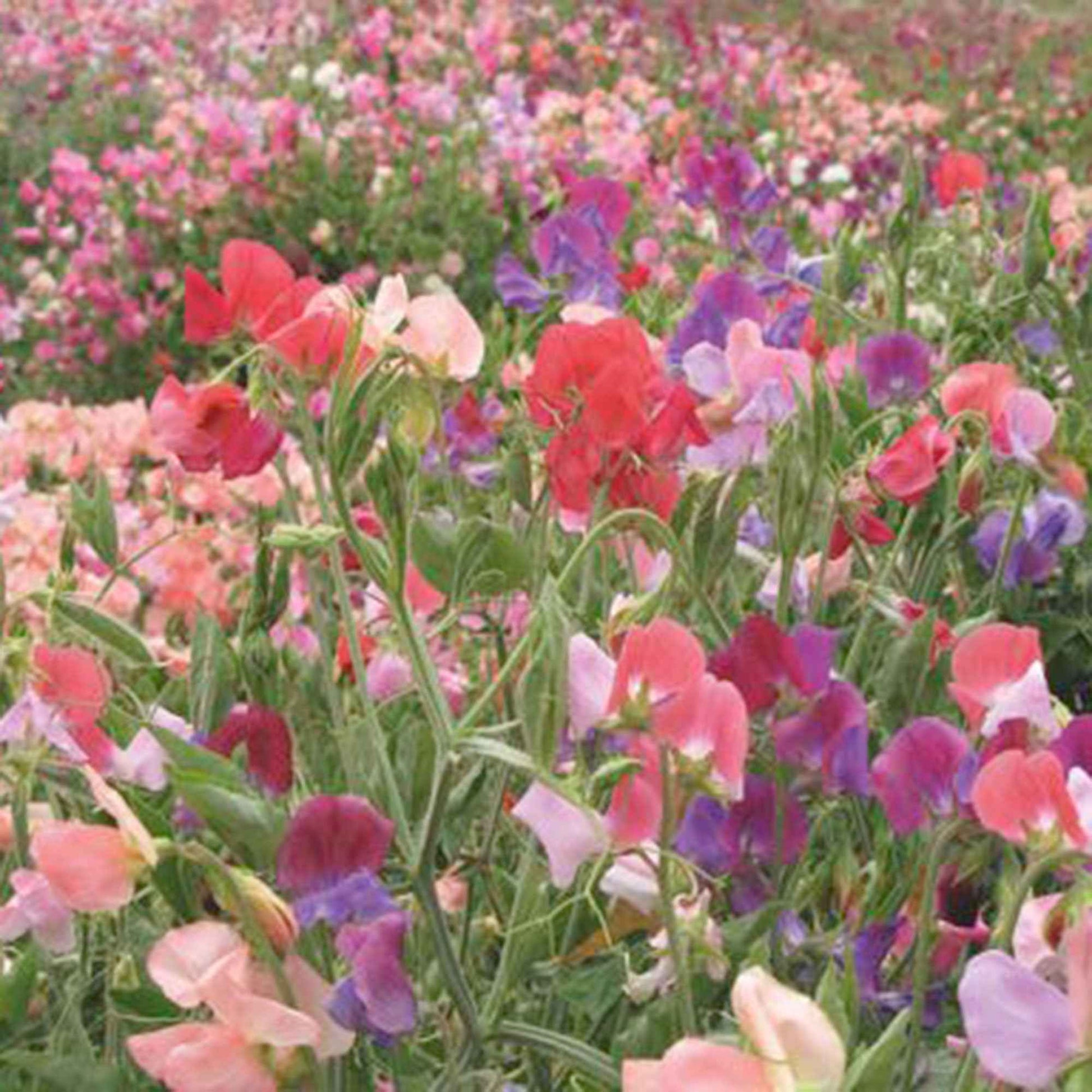Pois de senteur Lathyrus 'Old Spice' - Biologique rouge-violet-blanc 2 m² - Semences de légumes - Jardin sauvage