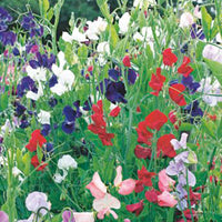 Pois de senteur Lathyrus 'Spencer' - Biologique rouge-violet-blanc 2 m² - Semences de légumes - Caractéristiques des plantes