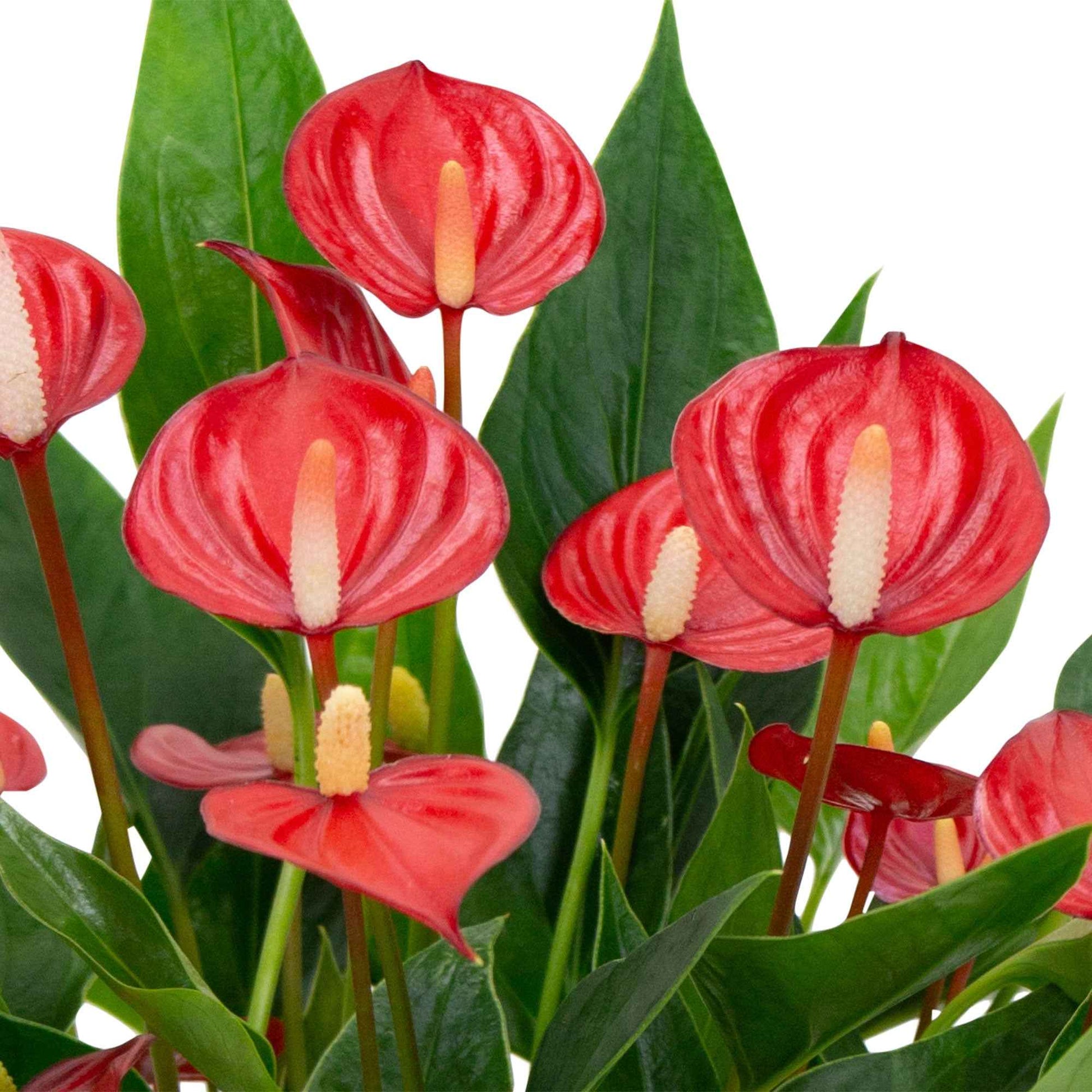 Langue de feu Anthurium 'Million Flowers' Rouge - Langue de feu - Anthurium