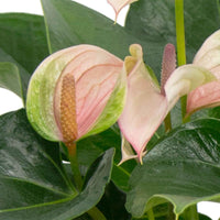 Langue de feu Anthurium 'Joli Pulse' Rose-Vert avec pot décoratif - Hydroponique