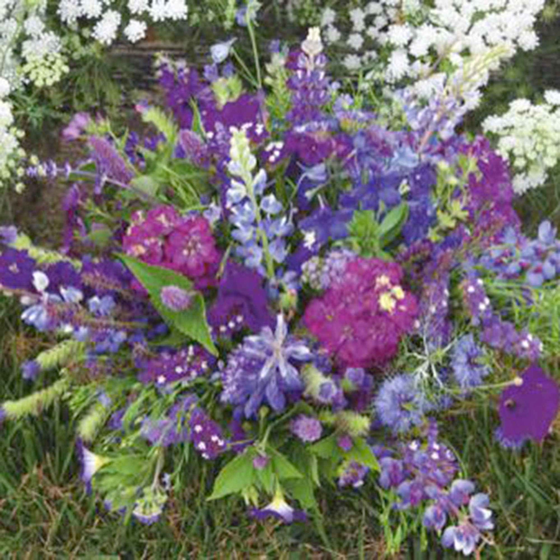 Fleurs d'été - Mélange bleu 1 m² - Semences de fleurs - Jardin sauvage