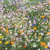 Fleurs qui attirent les abeilles - Mélange 15 m² - Semences de fleurs - Graines