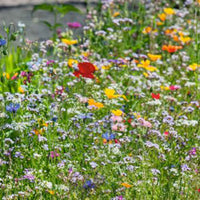 Fleurs pour bordures d'herbe - Mélange 2 m² - Semences de fleurs - Jardin sauvage