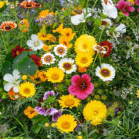 Fleurs comestibles - Mélange 2 m² - Semences de fleurs - Caractéristiques des plantes