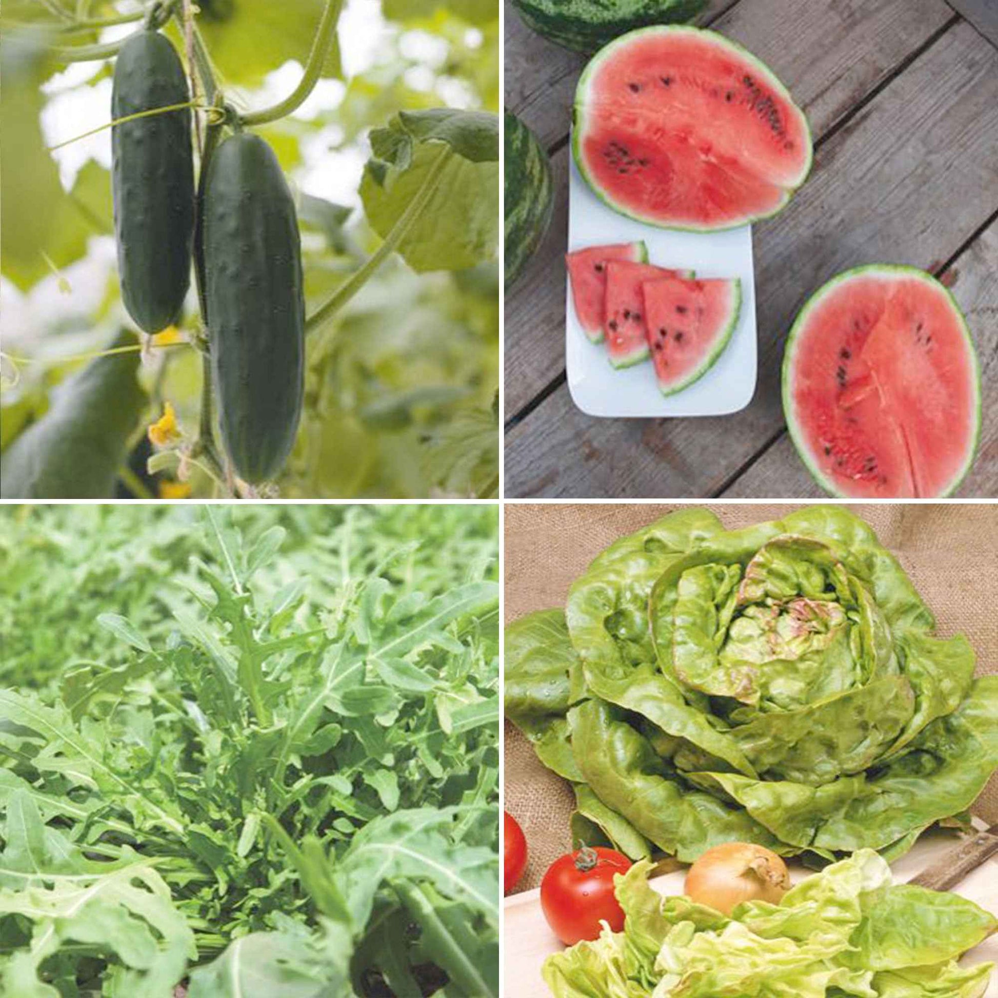 Pack d'été 'Été Étincelant' - Biologique Graines de légumes, graines aromatiques, graines de fruits - Caractéristiques des plantes
