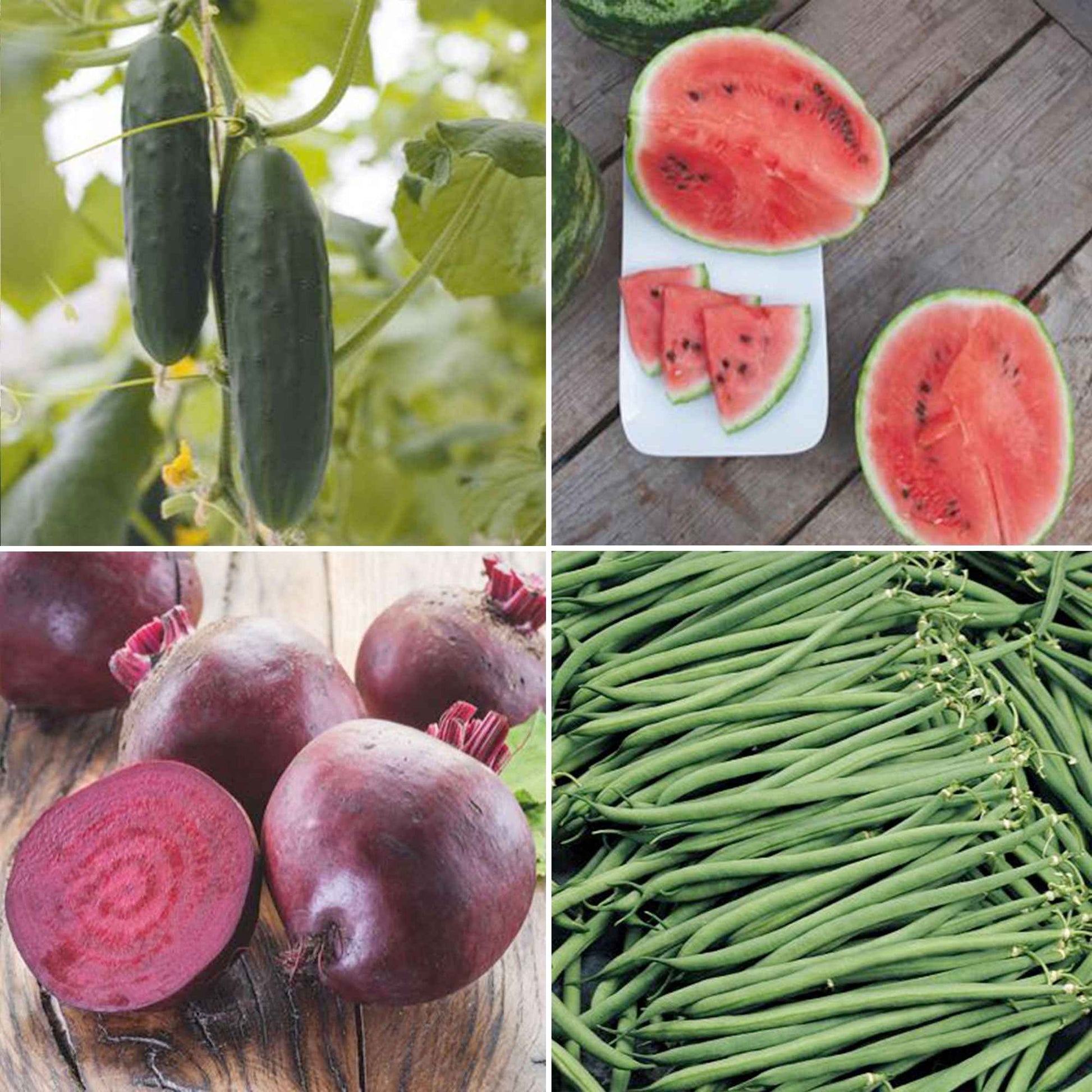 Pack de jardinage 'Potager Pratique' - Biologique Graines de légumes, graines de fruits - Concombres et Cornichons