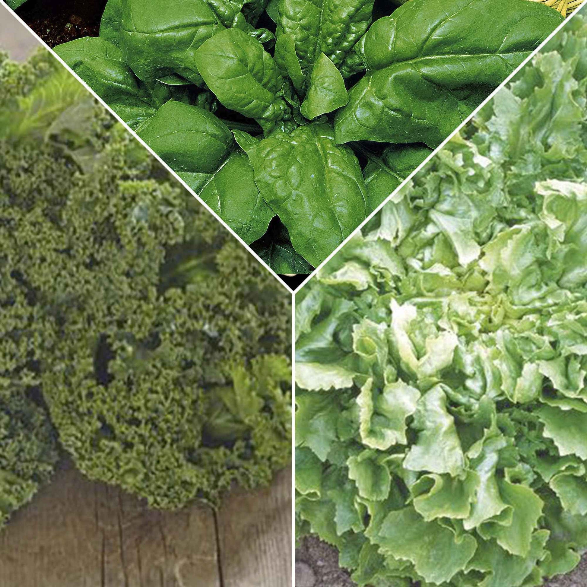 Pack smoothie végétal 'Vert Vibrant' - Biologique - Semences de légumes - Graines
