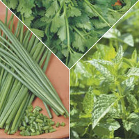Pack d'herbes aromatiques 'Épices Énergiques' - Semences d’herbes - Graines d’herbes aromatiques