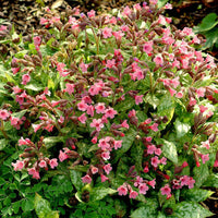 Pulmonaire Pulmonaria 'Bubblegum' Rose - Bio - Arbustes à papillons et plantes mellifères