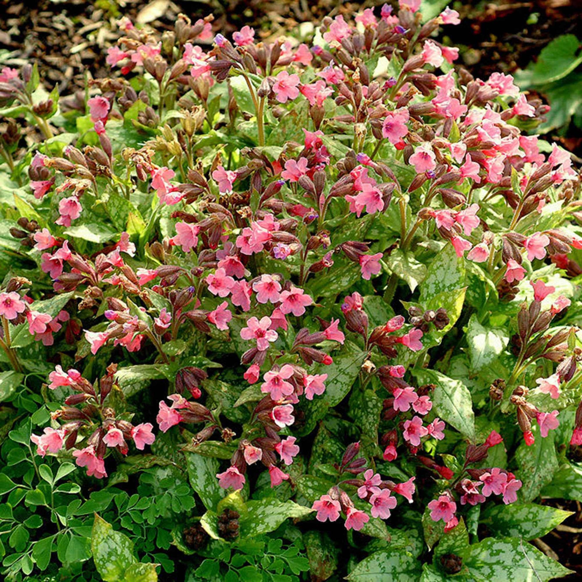 Pulmonaire Pulmonaria 'Bubblegum' Rose - Bio - Arbustes à papillons et plantes mellifères