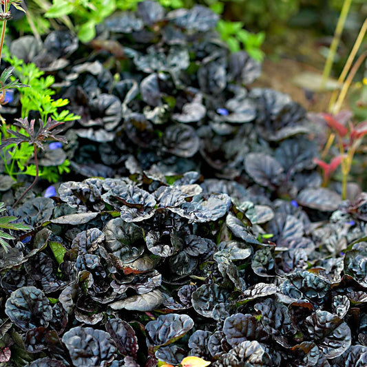 Bugle rampante 'Burgundy Glow' - Caractéristiques des plantes