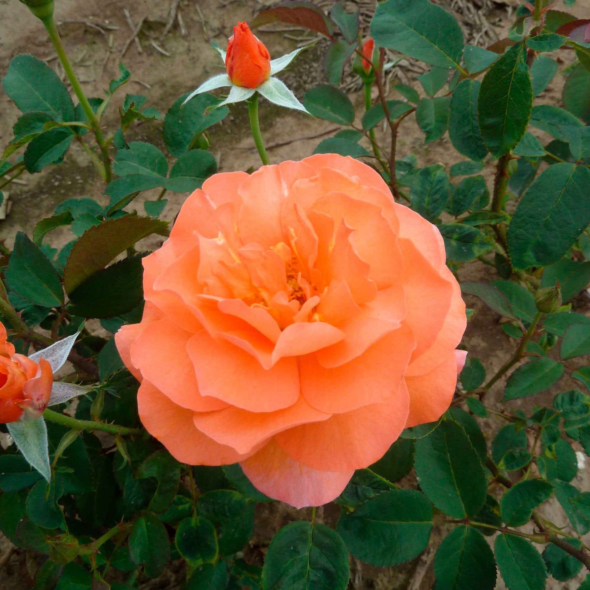 Rosier à grandes fleurs Rosa 'Tea Time'®  Orangé - Caractéristiques des plantes