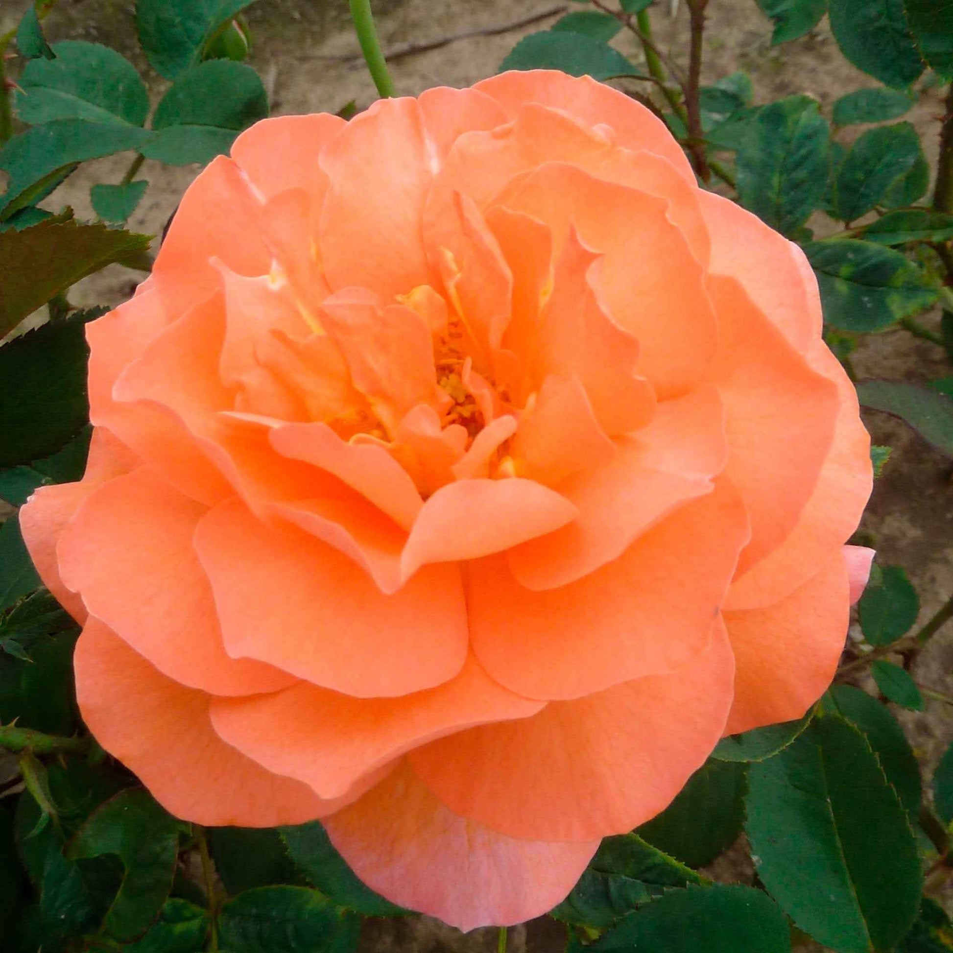Rosier à grandes fleurs Rosa 'Tea Time'®  Orangé - Plantes d'extérieur