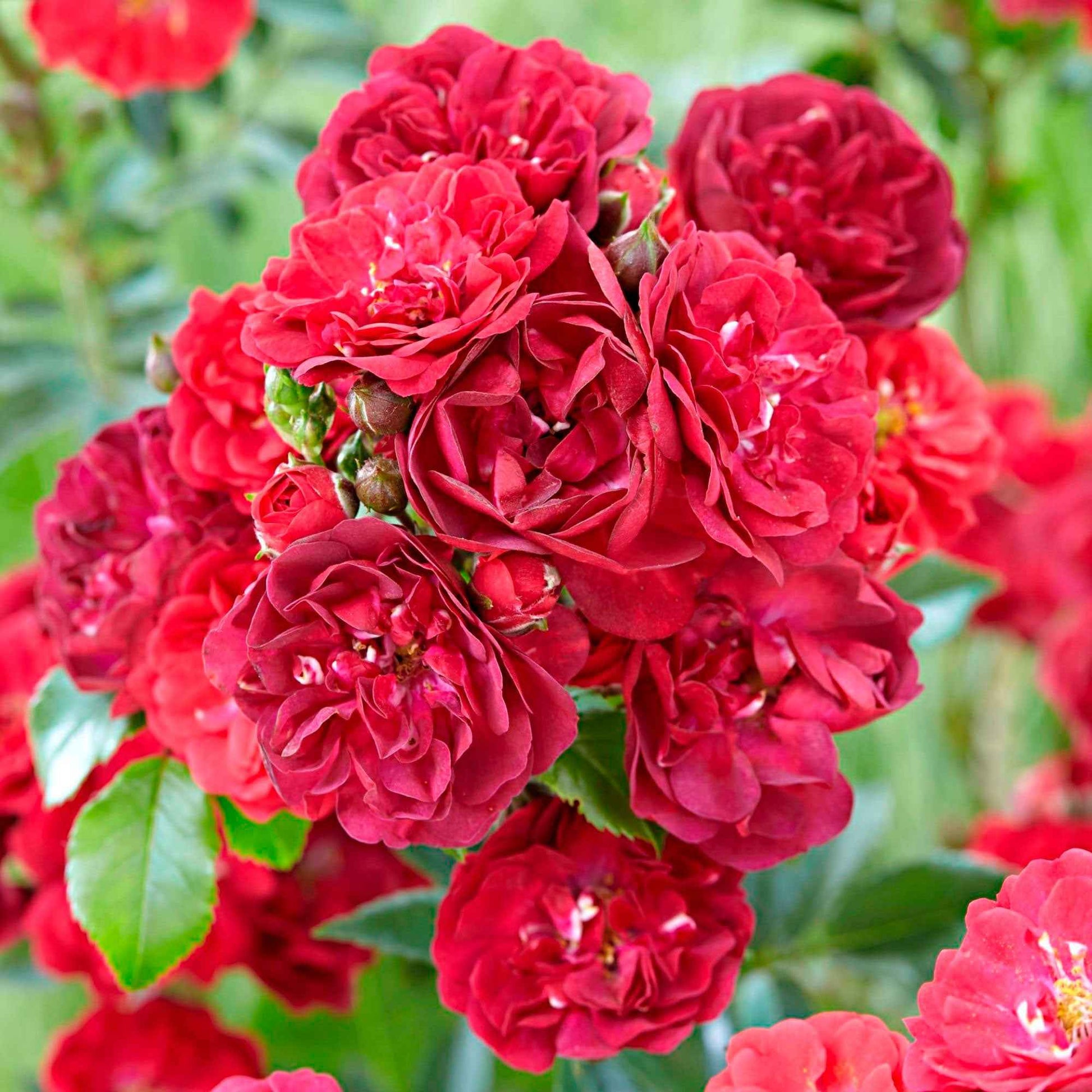Rosier Rosa 'Fairy Dance'® Rouge - Espèces de plantes