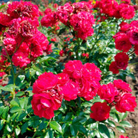 Rosier Rosa 'Fairy Dance'® Rouge - Caractéristiques des plantes