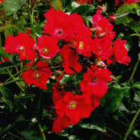 Rosier Rosa 'Weg der Sinne'® Rouge - Caractéristiques des plantes