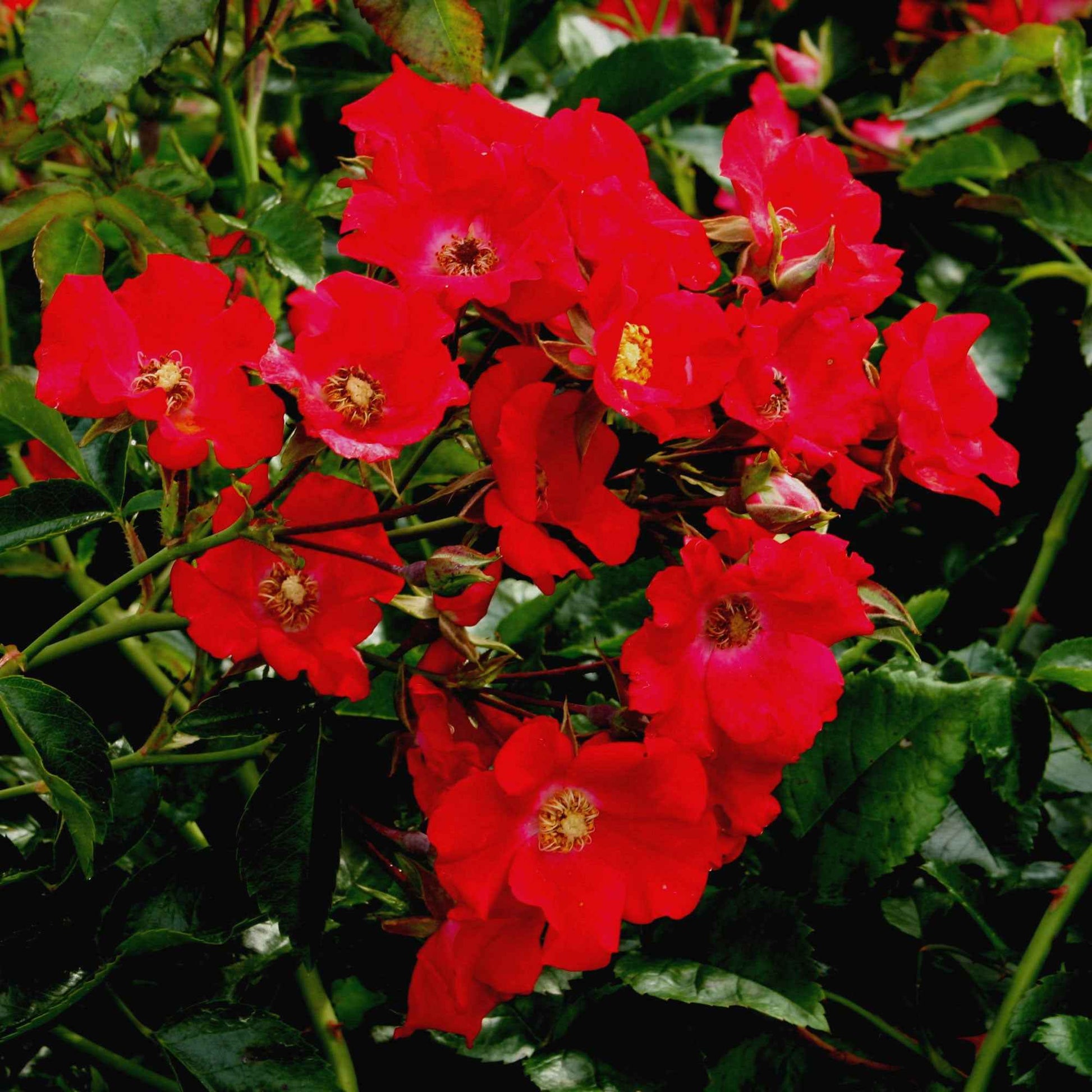 Rosier Rosa 'Weg der Sinne'® Rouge - Espèces de plantes