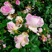 Rosier Rosa 'Saphir'®  Violet - Caractéristiques des plantes