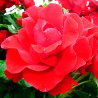 Rosier-tige Rosa 'Happy Wanderer'® Rouge - Caractéristiques des plantes