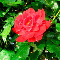 Rosier-tige Rosa 'Happy Wanderer'® Rouge - Arbustes