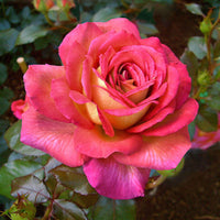 Rosier à grandes fleurs Rosa 'Parfum de Grasse'®  Jaune-Rose - Plantes d'extérieur