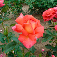 Rosier à grandes fleurs Rosa 'Parfum de Grasse'®  Jaune-Rose - Caractéristiques des plantes