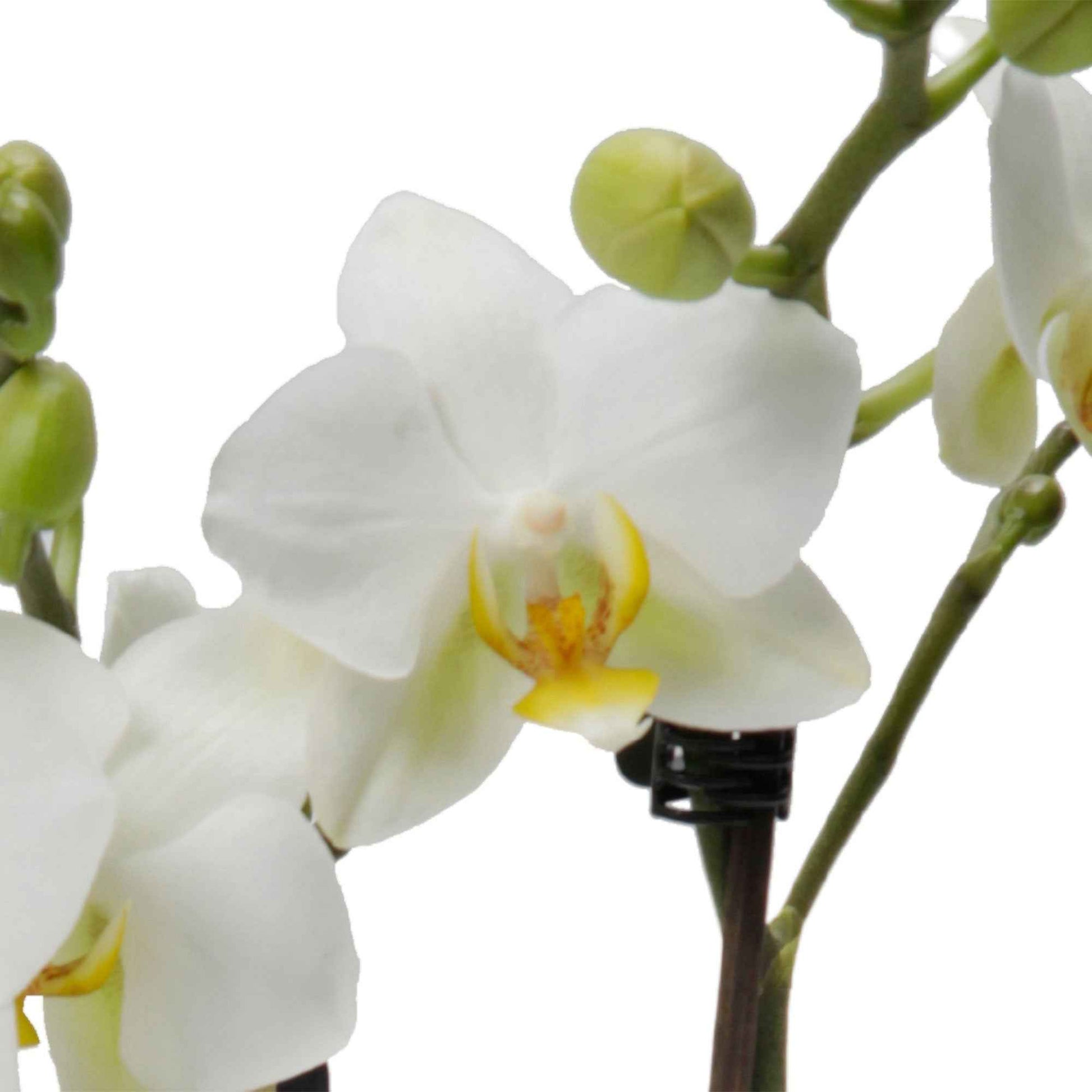 Orchidée papillon Phalaenopsis 'Lausanne' Blanc - Orchidées