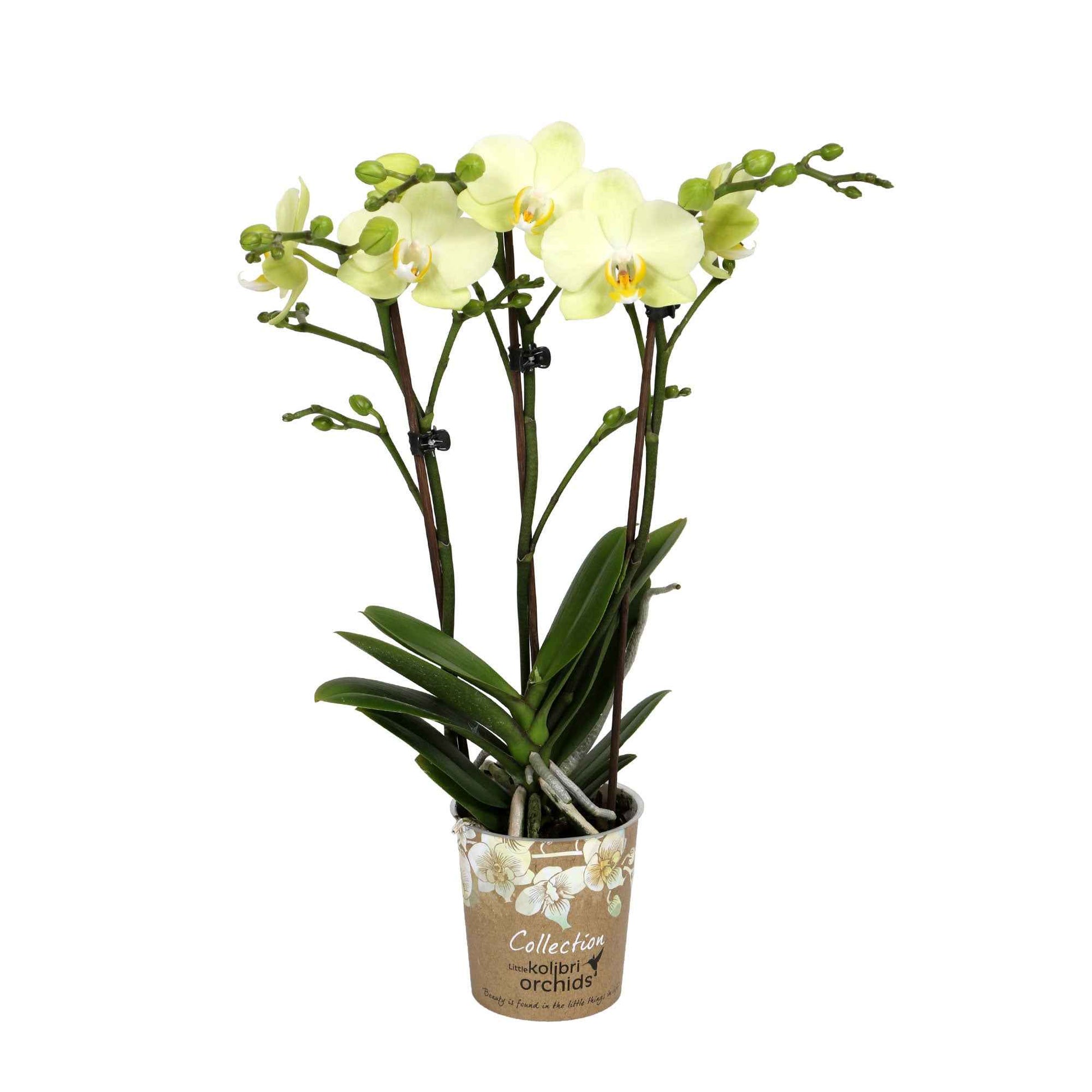 Orchidée papillon Phalaenopsis 'Cali' Blanc-Jaune - Orchidée - Phalaenopsis