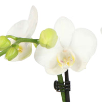 Orchidée papillon Phalaenopsis 'Amabilis' avec cache-pot gris - Ensembles de plantes d'intérieur