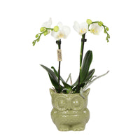 Orchidée papillon Phalaenopsis 'Amabilis' Blanc avec cache-pot vert - Petites plantes d'intérieur