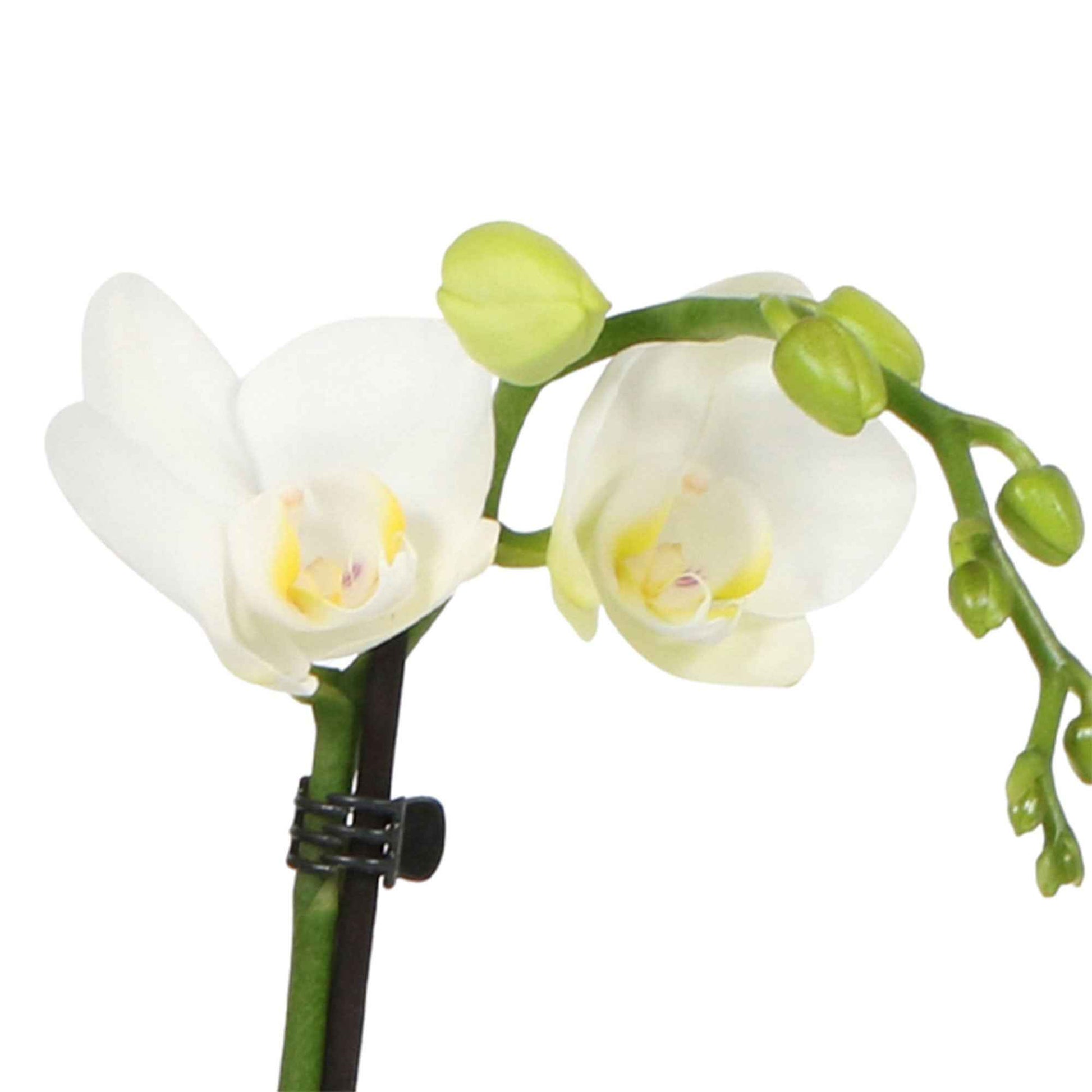 Orchidée papillon Phalaenopsis 'Amabilis' Blanc avec cache-pot vert - Orchidée - Phalaenopsis