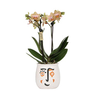 Orchidée papillon Phalaenopsis 'Trento' Orangé avec pot décoratif - Plantes d'intérieur