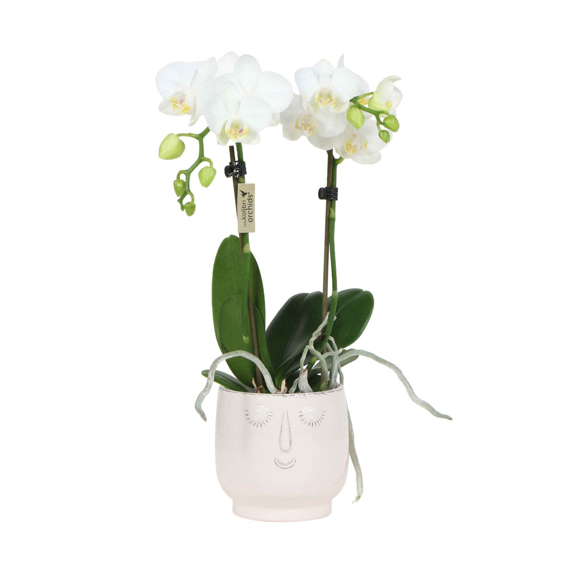 Orchidée papillon Phalaenopsis 'Amabilis' Blanc avec cache-pot blanc - Petites plantes d'intérieur